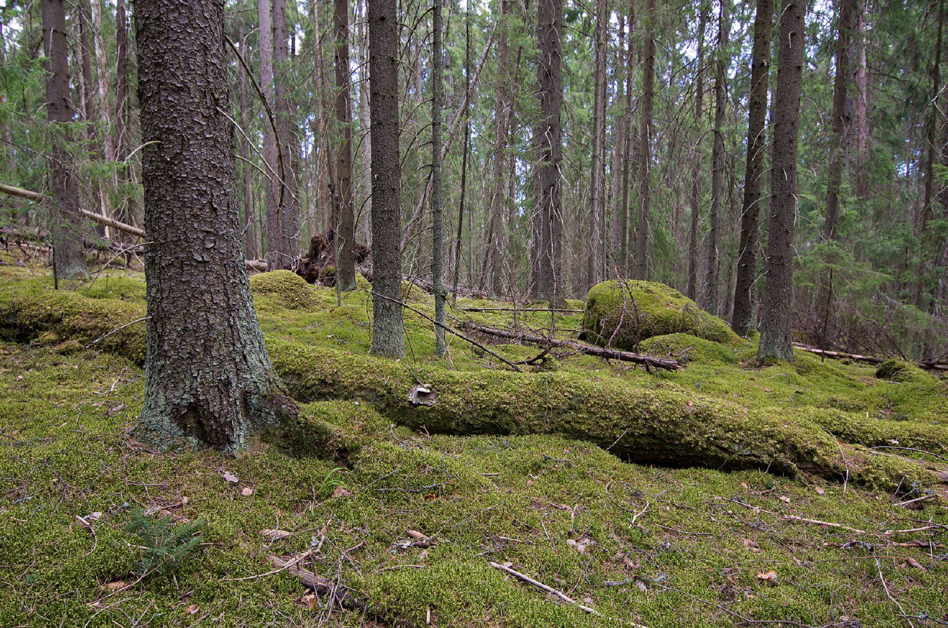 Ilmainen Kouvola Kouvolan kaupunki