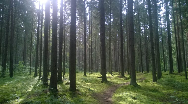 Kuvassa aurinko paistaa metsään. Maasto on vihreä, metsässä näkyy polku.