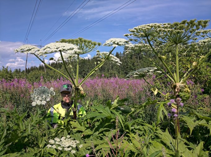 Jättiputki ihmisen vieressä. Lehdet hartioiden korkeudella, kukinto ulottuu noin 1 m pään yläpuolelle.