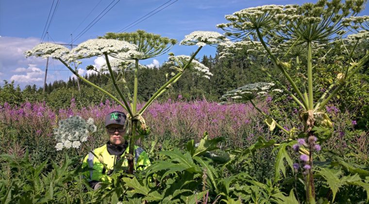 Jättiputki ihmisen vieressä. Lehdet hartioiden korkeudella, kukinto ulottuu noin 1 m pään yläpuolelle.