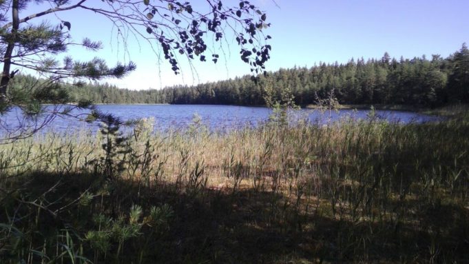 Kuvassa Kalalammen sininen vedenpinta. Etualalla puun oksia ja kaislikkoa. Taivas on kirkas.