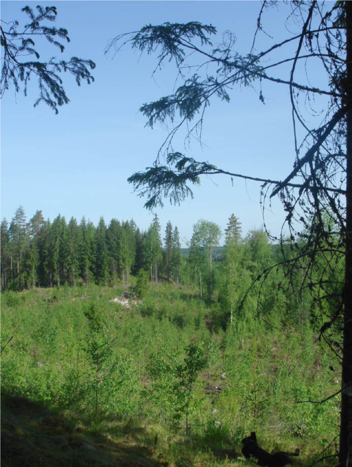 Kuvan yläosassa kuusen oksia. Metsää ja kirkkaansininen taivas.