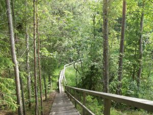 Kuvassa puiset portaat alaspäin. Alhaalla polku jatkuu pitkospuina ja kaartuu oikealla vehreässä metsässä.