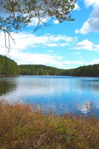 Kuvassa sininen järvi, rannassa punertavaa kaislikkoa ja järven toisella rannalla metsää. Taivas on puolipilvinen.