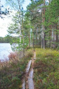 Kuvassa kuluneet pitkospuut kulkevat kanervikossa järven rannalla matalakasvuiseen mäntymetsään.