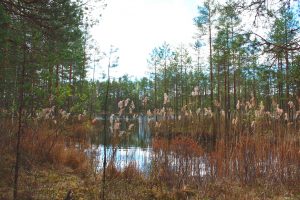 Kuvassa vaalean ruskeaa rantakaislikkoa tähkineen ja punertavaa kanervikkoa. Taustalla matalakasvuista männikköä.