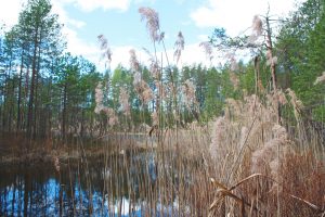 Kuvassa vaalean ruskeaa rantakaislikkoa ja niiden tähkät. Taustalla matalakasvuista männikköä.