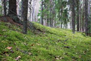 Kuvassa vihreää sammalta ja kuusien runkoja sumuisessa metsässä.