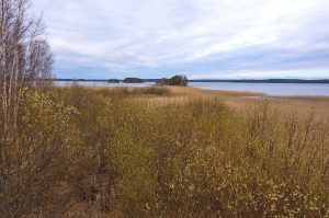 Kuvassa järvi taustalla. Etualalla rantakasvillisuutta, pensaita ja kaislaa. Taivas on pilvinen.