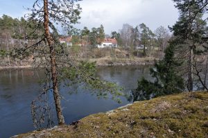 Kuvassa mäntyjä kallionreunalla. Alhaalla näkyy sininen joki ja vastarannalla puustoa ja rakennuksia.