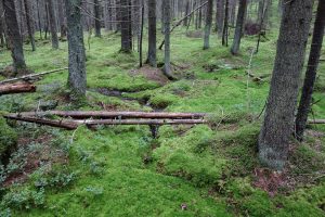 Kuvassa kuusimetsä, jossa sammaleinen aluskasvillisuus. Keskellä kiemurtelee pieni puro, jonka yli on kaatunut kaksi puunrunkoa.