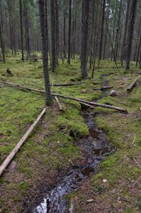 Kuvassa kuusimetsä, jossa sammaleinen aluskasvillisuus. Keskellä kiemurtelee pieni puro, jonka yli ja varteen on kaatunut muutamia puunrunkoja.