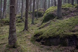 Kuvassa rinteessä puunrunkoja ja kivilohkareita. Sammaleinen aluskasvillisuus.