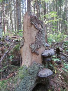 Kuvassa puunkanto, josta osa kaarnasta on kuoriutunut pois. Kannon kyljessä useita harmaita kääpiä. Taustalla aurinko paistaa metsään puiden välistä.