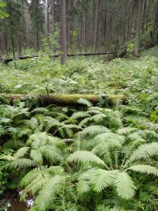 Kuvassa runsaasti vihreitä saniaisia ja kaatunut sammaleinen puunrunko. Taustalla kuusimetsä.