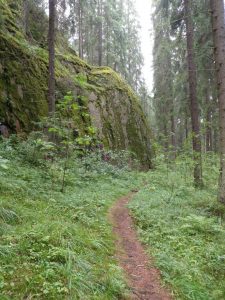 Kuvassa polku kulkee sumuiseen metsään. Polun molemmin puolin runsas vihreä kasvillisuus. Vasemmalla sammaleinen kallionreuna.