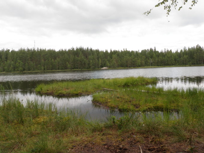 Kuvassa mättäitä järven rannalla
