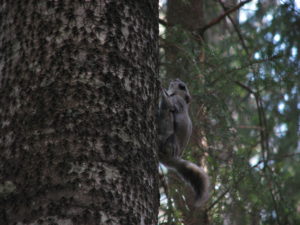 Kuvassa liito-orava puun rungolla.