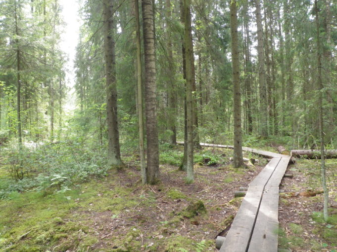 Pitkospuut kaartuvat vasemmalle metsässä. Aurinko paistaa puiden välistä.