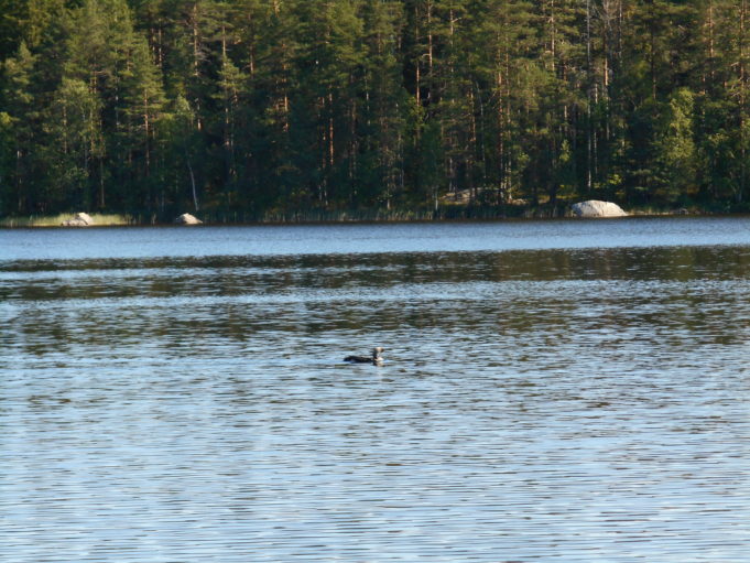 Kuvassa lintu ui järvellä. Järven toisella rannalla metsää ja muutama suuri kivi rannassa.