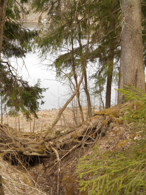 Kuvan oikeassa reunassa kuusi, jonka juuret kulkevat maanpinnalla ojan yli. Oksien lomasta näkyy joki.