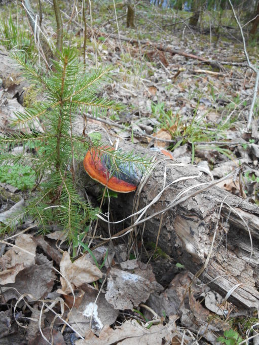 Kuvassa lahonneen rungon kyljessä punamusta kääpä. Vieressä kasvaa pieni kuusentaimi. Maassa kuivuneita lehtiä.