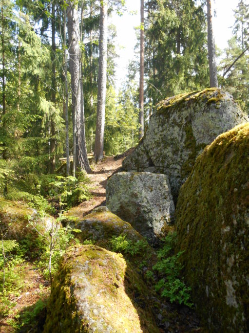 Kuvassa suuria sammalpeitteisiä kivenlohkareita. taustalla kuusia ja mäntyjä. Aurinko paistaa.