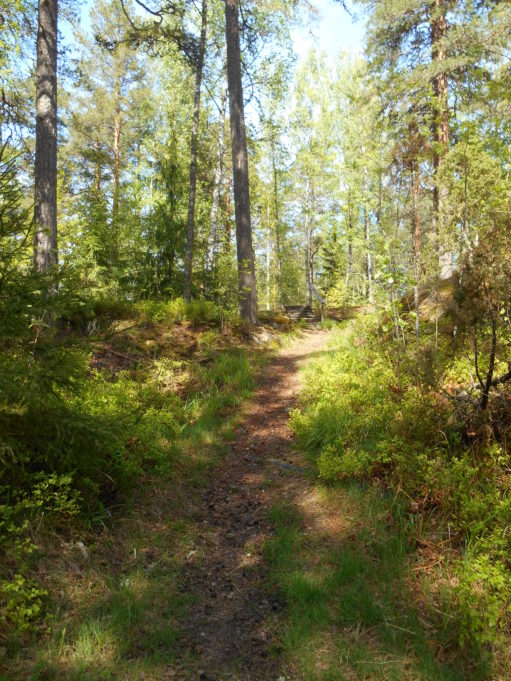 Kuvassa polku metässä. Aurinko paistaa kanervikkoon.