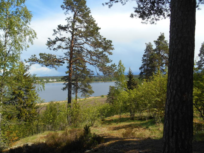 Kuvassa mäntyjä ja lehtipuita, joiden takaa näkyy lampi. Aurinko paistaa.