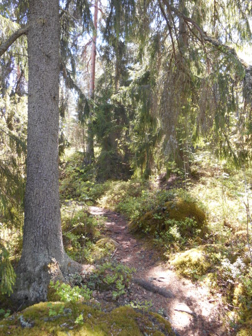 Kuvassa polku metässä. Polun vieressä olevan kuusen oksat roikkuvat polun yllä. Aurinko paistaa kanervikkoon.