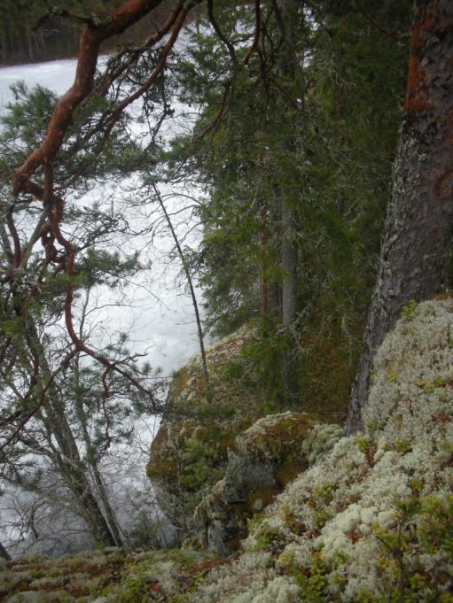 Kuvassa jyrkkä kallionreuna ja oikeassa reunassa männynrunko. Männyn oksat kuvan yläreunassa. Alhaalla kimaltaa järven pinta.