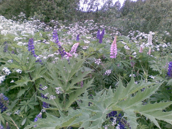 Kuvassa etualalla jättiputken sahalaitaisia isoja lehtiä ja niiden takana lupiinin sinisiä ja vaaleanpunaisia kukintoja ja vihreää kasvustoa.