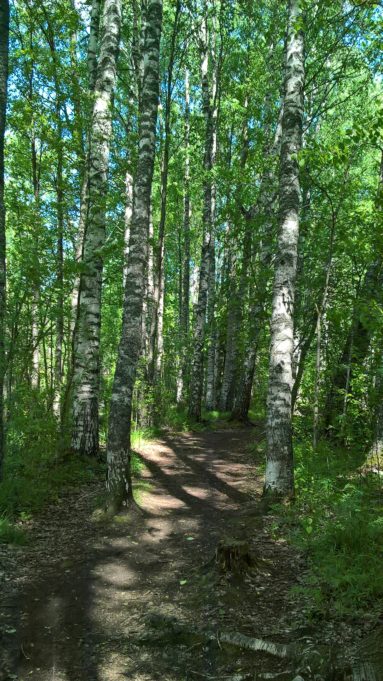 Kuvassa polku johtaa koivikkoon. Aurinko paistaa puiden lehtien ja runkojen välistä.