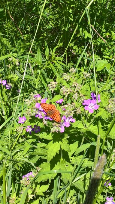 Kuvassa oranssi perhonen violeteissa metsäkurjenpolven kukinnoissa.