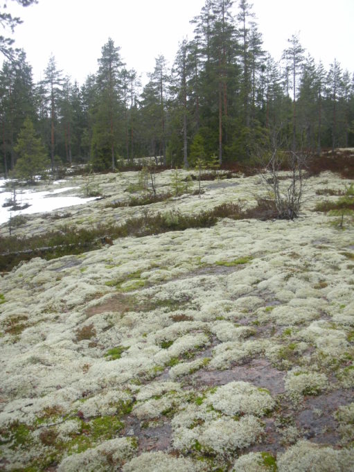 Kuvassa loiva kallio. Kallion pinnassa vaaleaa poronjälkälää. Taaempana havupuita.