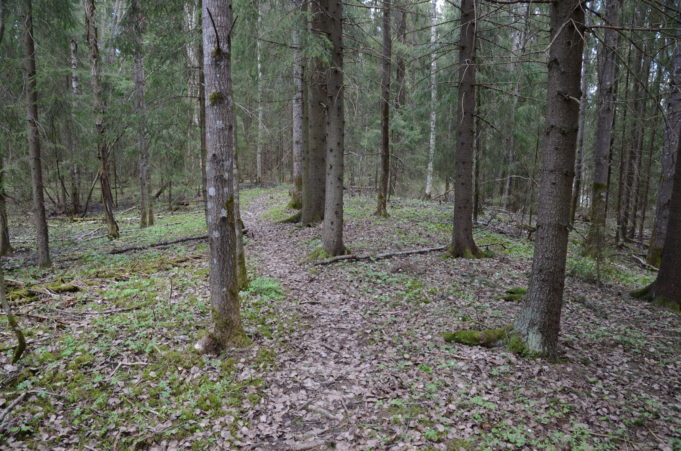 Kuvassa polku kuusimetsässä.