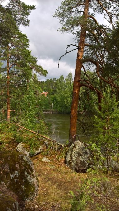 Kuvassa kaksi suurta mäntyä ja kolme kivenlohkaretta joen rannalla.