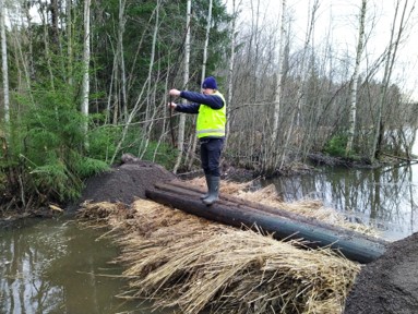 Mies testaamassa järviruosta rakennettua patomaista suodatinta.