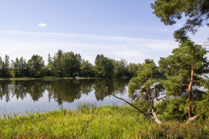 Rantamaisema Kymijoelta. Sinen taivas, peilityyni joki. Etualalla känkkärä mänty.