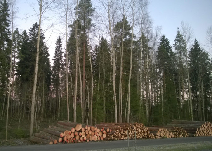 Puukasoja metsänhoitotöiden jäljiltä. Taustalla metsää.