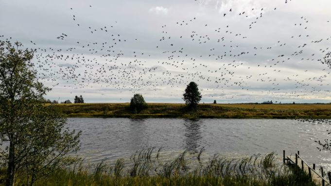 Lintuja järvella