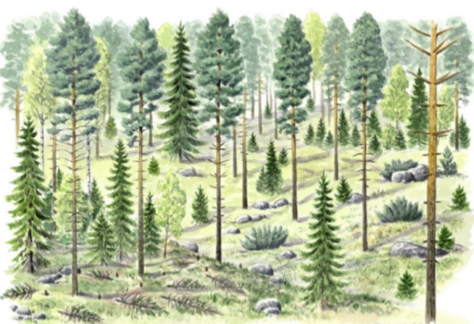Piirros metsästä, josta on raivattu pienimpiä puita.