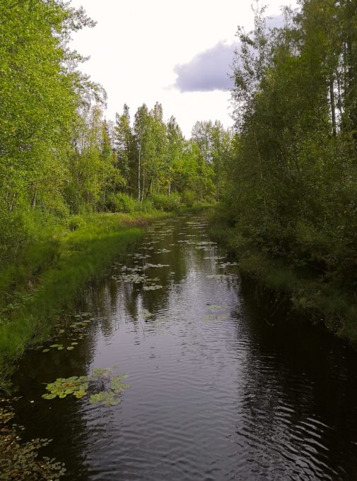 Kapea joki koivujen ympäröimänä Valkealassa.