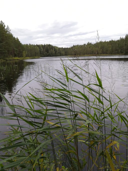 Pieni järvi puiden ja heinien ympäröimänä Valkealassa.