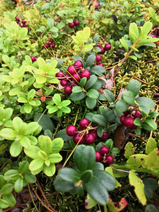 Kypsät puolukat ja vihreät puolukanvarvut sammaleen seassa Valkealan metsissä.