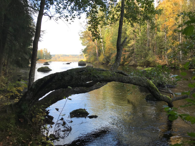 Joki, jokeen kaatunut puu