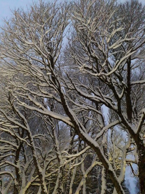 Lumiset puut talvisessa Kouvolassa tammikuussa 2022.
