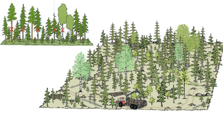 Yksittäisiä puita ja puuryhmiä on poistettu metsäalueelta. Etualalla koura nostaa puita kärryn kyytiin.