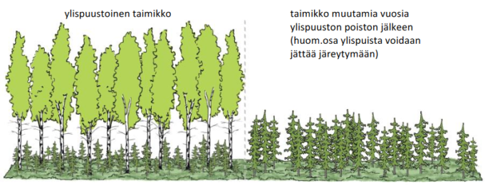 Kuvassa vasemmalla taimikon yllä kasvaa isoja koivuja. Vertailukuvassa oikealla ns. ylispuutt on poistettu ja taimikko kasvanut.