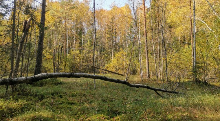 Näkymä Ratamon terveysmetsässä olevalta avosuolta.